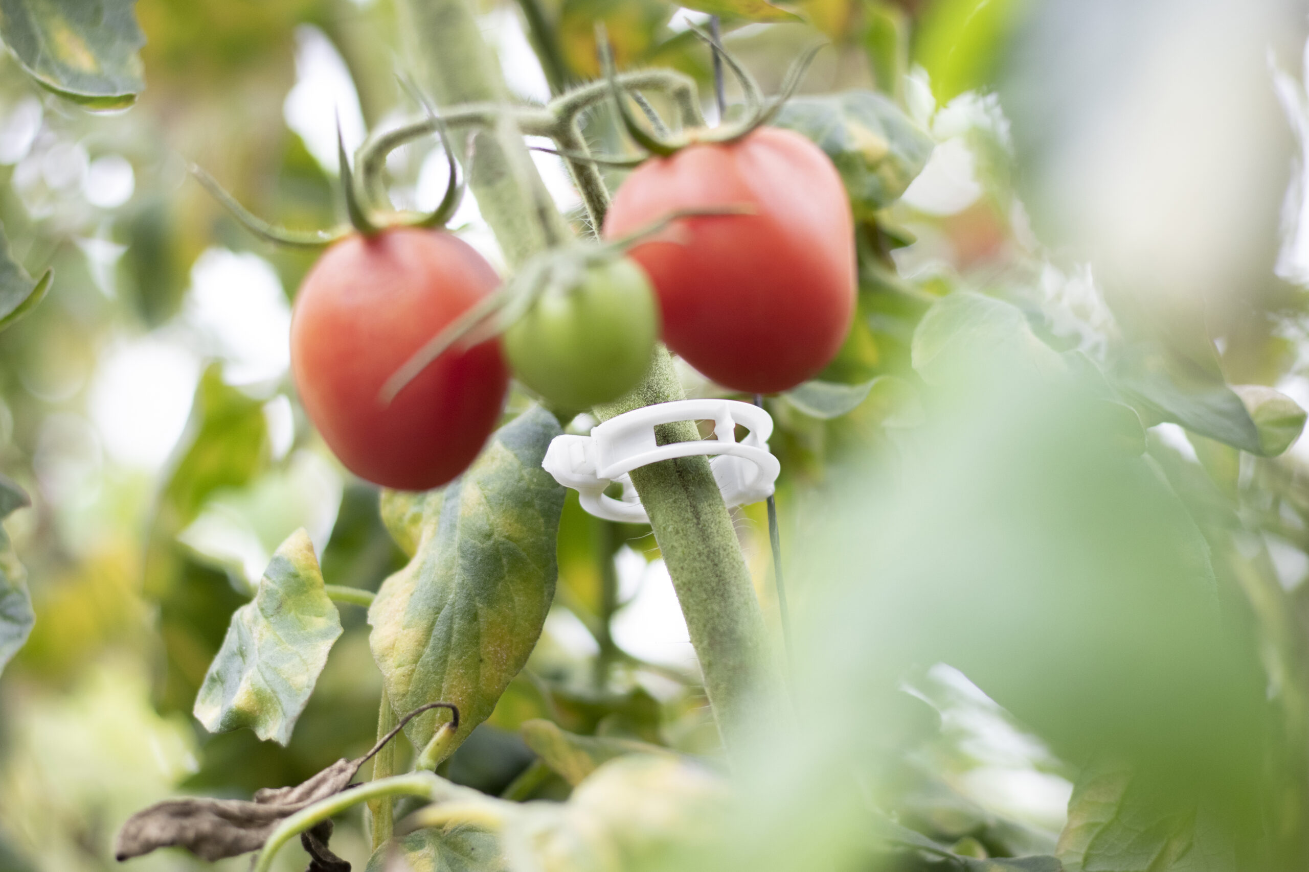 Mater-Bi® en rafias y clips biodegradables y compostables para entutorados agrícolas